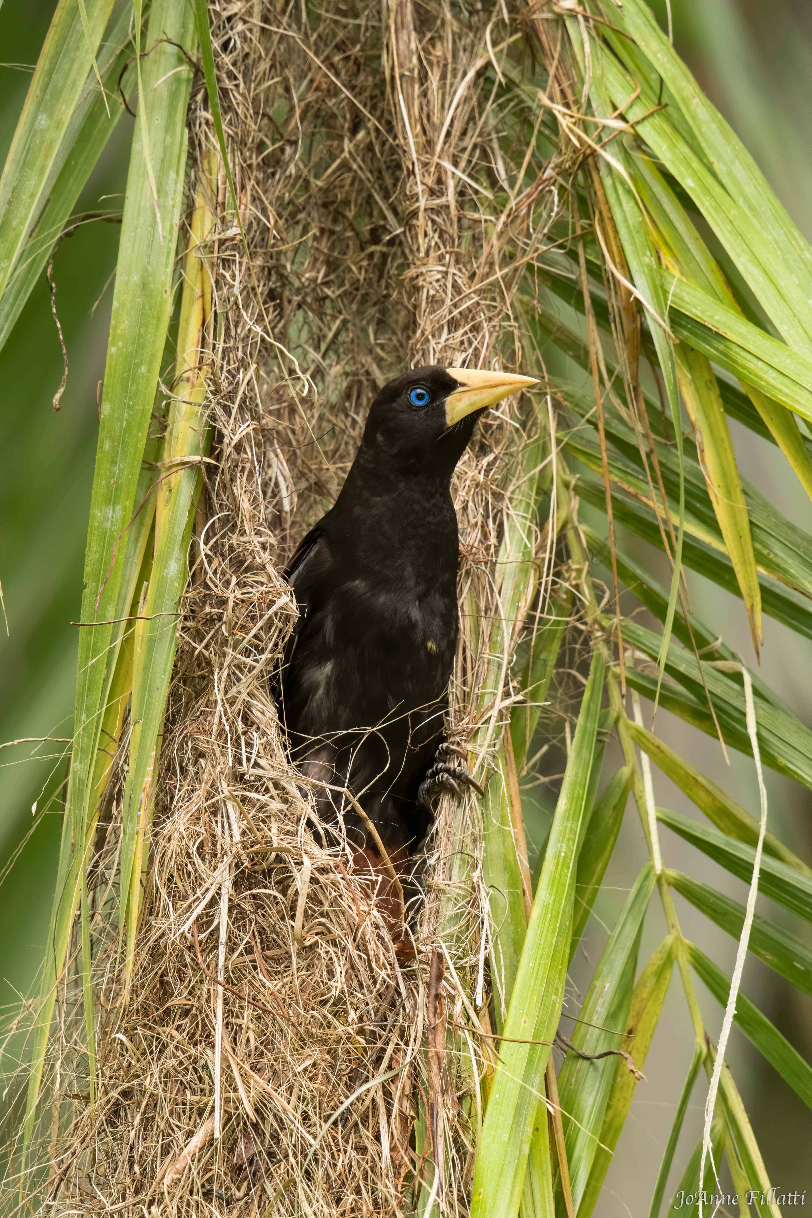 bird of peru image 12